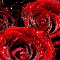 Crying Roses Royalty Free Stock Photo
