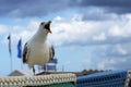 Crying seagull Larus fuscus on a beach basket in a seaside resort Royalty Free Stock Photo