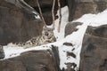 Crying Snow Leopard Cub laying on Rocks, Snow Royalty Free Stock Photo