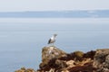 Crying yellow-legged gull on the rocks in the south of Portugal