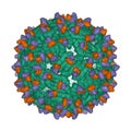 Cryo-EM structure of Dengue virus strain green complexed with human antibody brown and violet