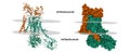 Cryo-EM structure of a human ATP11C(green)-CDC50A(brown) flippase in E1AlF state.