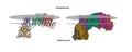 Cryo-EM structure of a respiratory membrane-bound hydrogenase from Pyrococcus furiosus