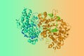 Cryogenic crystal structure of human myeloperoxidase isoform C. Ribbons diagram with differently colored protein chains