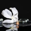 Cryogenic spa concept of delicate white hibiscus, zen stones wit Royalty Free Stock Photo