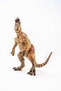 Cryolophosaurus  , Dinosaur on white background Royalty Free Stock Photo