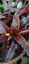 Cryptanthus, also known by the common name & x22;Earth Star& x22;. Royalty Free Stock Photo