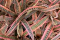 Cryptanthus Royalty Free Stock Photo