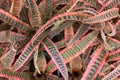 Cryptanthus