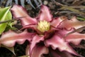 Cryptanthus bivittatus or earth star bromeliad in garden