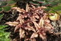 Clump of cryptanthus bivittatus or earth star bromeliad