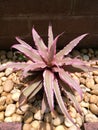 Cryptanthus plant Royalty Free Stock Photo