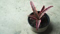 Cryptanthus zonatus in pots Royalty Free Stock Photo