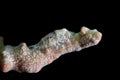 Cryptic Sponge Shrimp Gelastocaris paronai