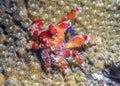 Cryptic teardrop crab,Pelia mutica