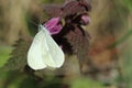 Cryptic wood white butterfly Royalty Free Stock Photo