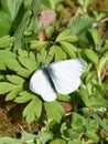 White winged butterfly Leptidea juvernica Royalty Free Stock Photo