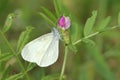 Cryptic wood white buttetfly Royalty Free Stock Photo