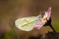 Cryptic wood white, leptidea juvernica butterfly sitting on blossom flower. Animal, nature background, Czech republic Royalty Free Stock Photo