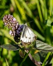 Cryptic Wood White. Leptidea juvernica Royalty Free Stock Photo