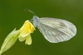 Cryptic Wood White - Leptidea juvernica Royalty Free Stock Photo