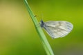 Cryptic Wood White - Leptidea juvernica Royalty Free Stock Photo