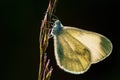 Cryptic Wood White - Leptidea juvernica Royalty Free Stock Photo