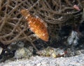 A Cryptic Wrasse Pteragogus cryptus Royalty Free Stock Photo