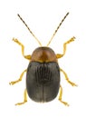 Cryptocephalus pusillus