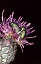 Cryptocephalus sericeus green leaf beetle on pink thistle blossoms Royalty Free Stock Photo