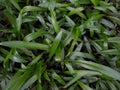 Cryptocoryne aquatic plant, close-up view Royalty Free Stock Photo