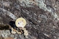 Cryptocurrency mining dogecoin in a rock background
