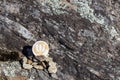 Cryptocurrency mining primecoin in a rock background