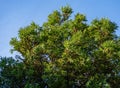Cryptomeria japonica Elegans tree, Japanese Sugi pine Japanese cedar or Cupressus japonica Royalty Free Stock Photo