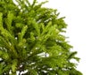 Cryptomeria japonica Globosa Nana