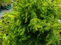 Cryptomeria japonica `Vilmoriniana` Royalty Free Stock Photo