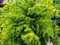 Cryptomeria japonica `Vilmoriniana` Royalty Free Stock Photo