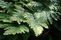 Selaginella Royalty Free Stock Photo