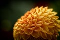 Crysanthemum Macro