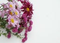 Crysanthemum Pink flowers in the Corner with Copy Space on White background Royalty Free Stock Photo