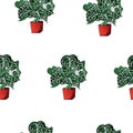 Crystal anthurium seamless pattern houseplant.