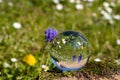 Crystal ball with grape hyacinth, dandelion flower and daisy on moss covered stone Royalty Free Stock Photo