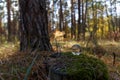 A crystal ball lies on a moss in the forest. Selective soft focus. Reflection of the forest. Environment concept. Concept and them Royalty Free Stock Photo