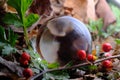Crystal Ball Nature Royalty Free Stock Photo