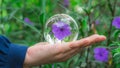 Crystal Ball With Purple Flower Royalty Free Stock Photo