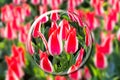 Crystal ball with red-white tulips in flowers field Royalty Free Stock Photo