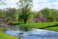 A crystal blue stream of water going through the Morton Arboretum in the spring with redbuds.