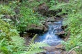 Crystal clean little creek , small waterfall scenic view Royalty Free Stock Photo