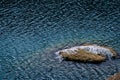 Crystal clear azure water. adventures Camping tourism and tent. landscape near water outdoor at Lacul Balea Lake, Transfagarasan, Royalty Free Stock Photo