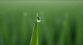 Dewdrop clings to a vibrant green grass blade Royalty Free Stock Photo